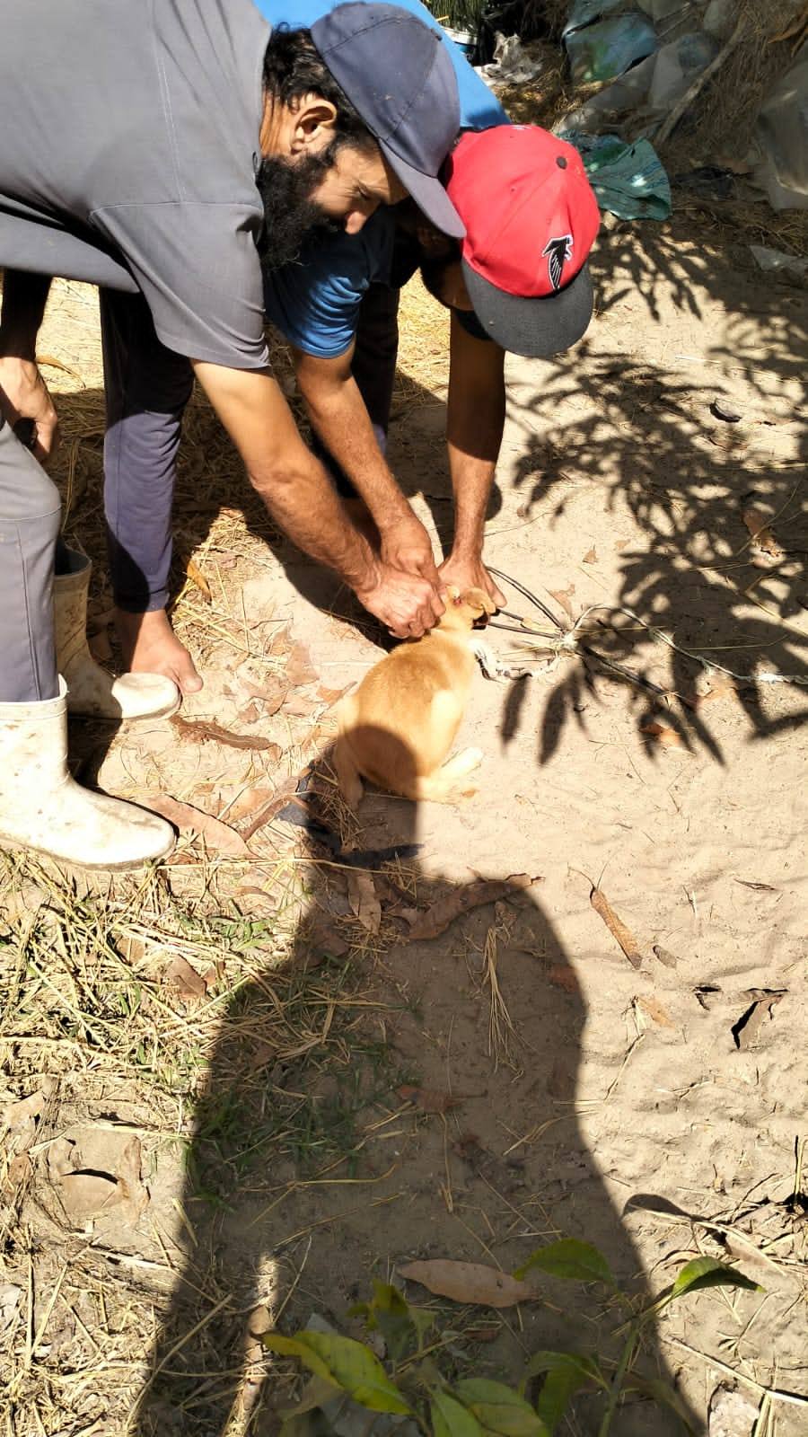 تحصين الكلاب ضد مرض السعار بكفر الشيخ تحصين الكلاب ضد مرض السعار بكفر الشيخ