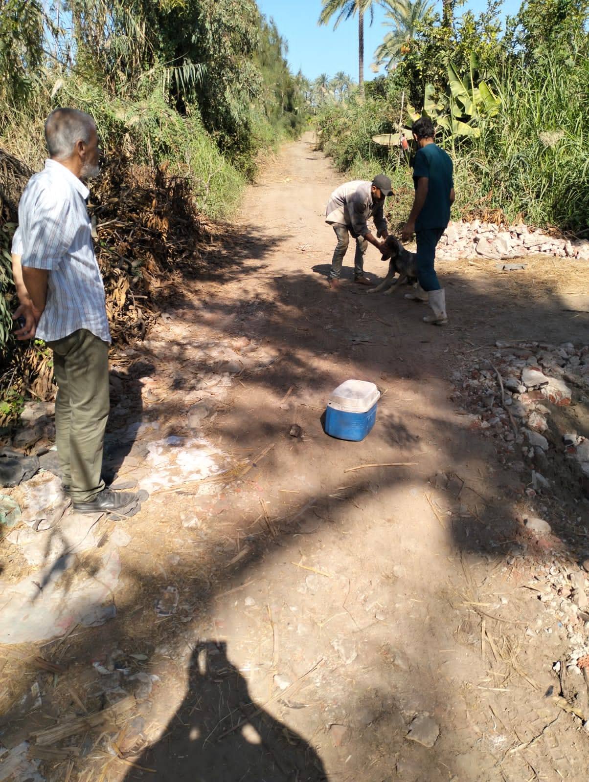 تحصين الكلاب بالقرى ضد مرض السعار تحصين الكلاب بالقرى ضد مرض السعار