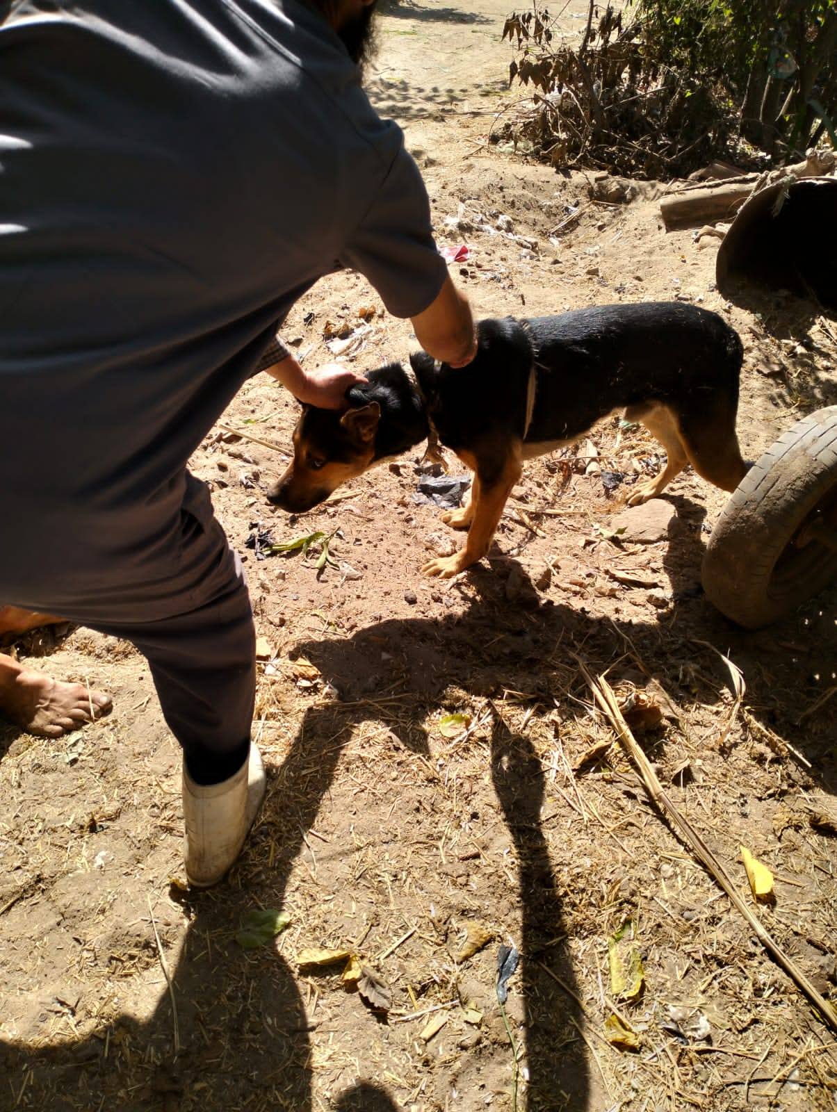 تحصين الكلاب ضد مرض السعار تحصين الكلاب ضد مرض السعار