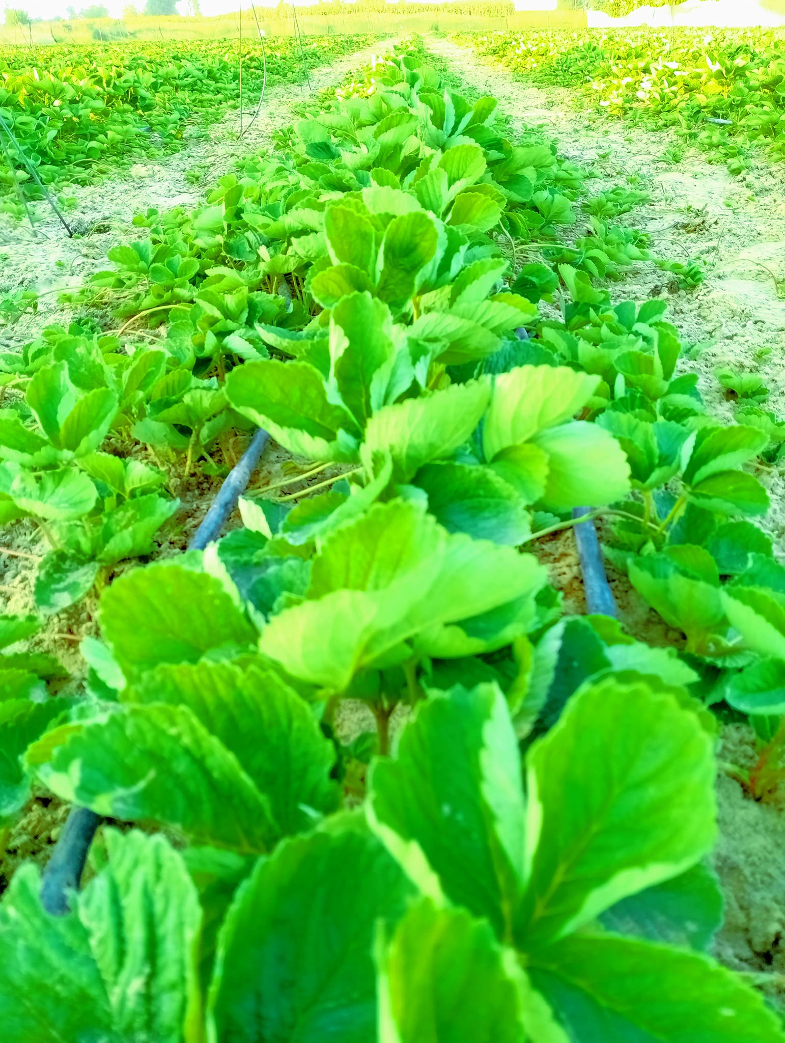 جمال الفراولة الجديدة