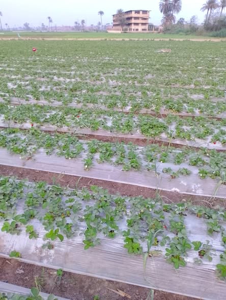 زراعة الفراولة بالقليوبية