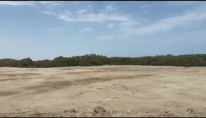 غابات من المانجروف غابات من المانجروف