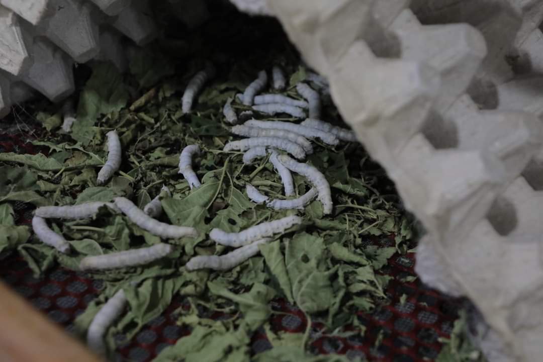 داخل احد معامل الحرير بالوادى الجديد