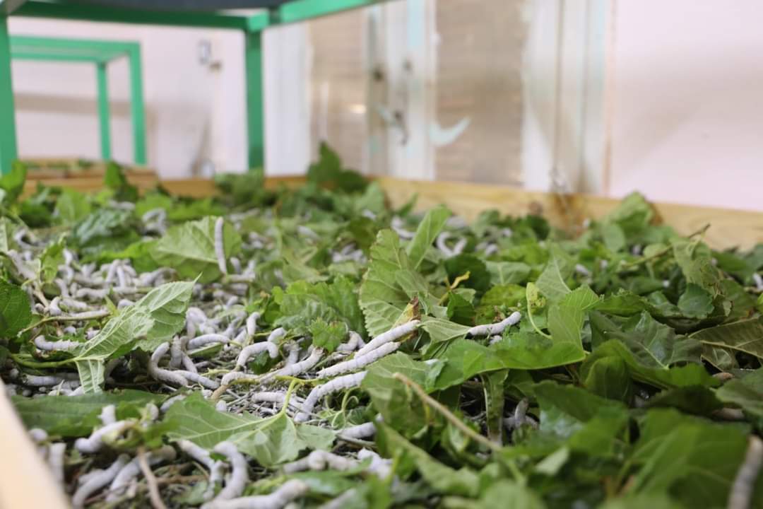 معامل إنتاج الحرير الطبيعي