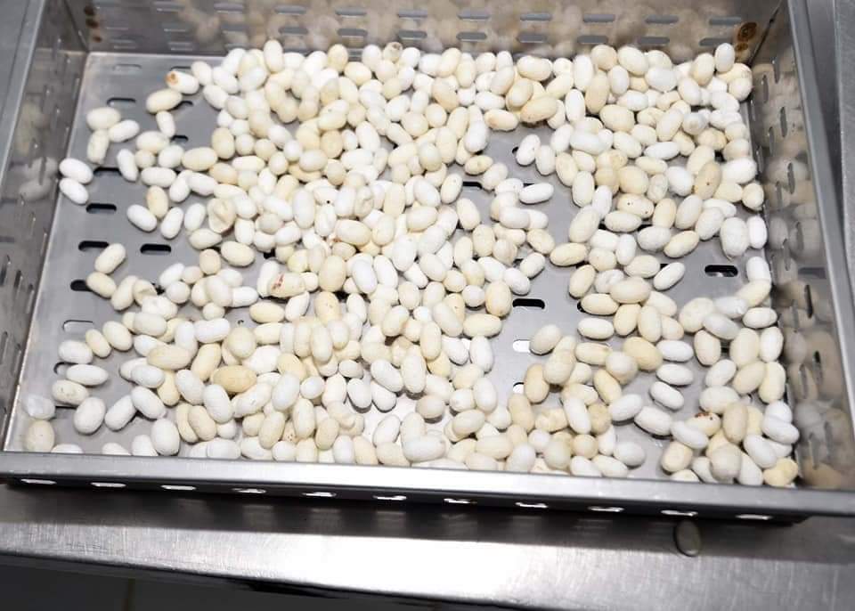 إنشاء ثلاجات لحفظ شرانق الحرير