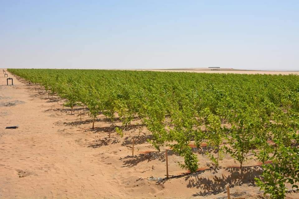 مزارع التوت الهندى لتغطية دود الحرير