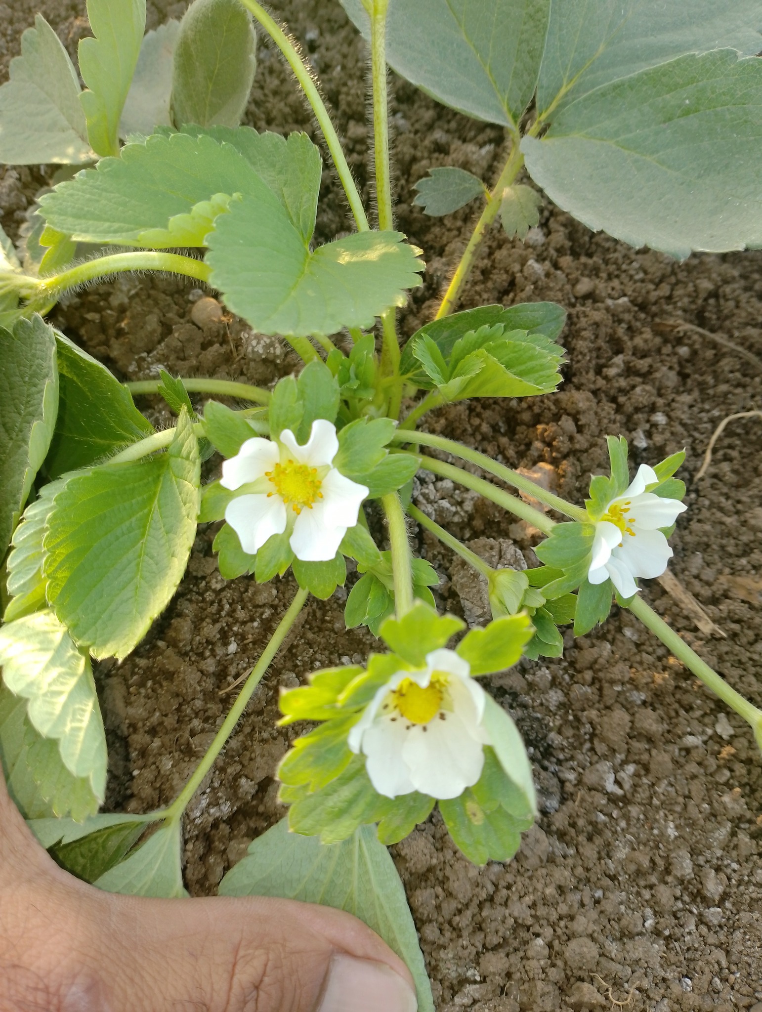 بداية التزهير بالفراولة