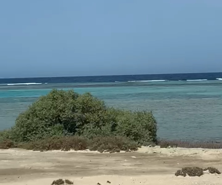 انتشار،كبير لايجار المانجروف انتشار،كبير لايجار المانجروف