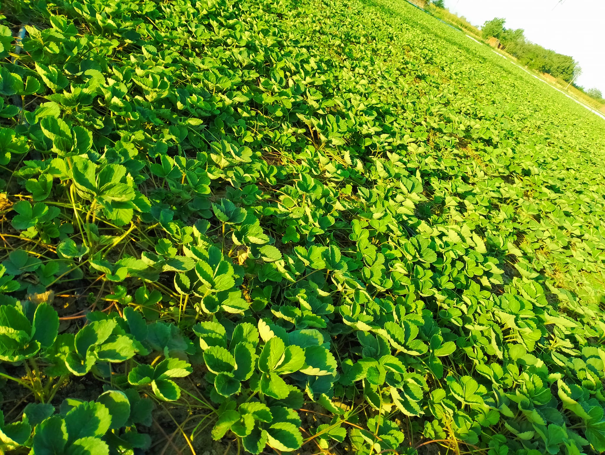 مشاتل الفراولة