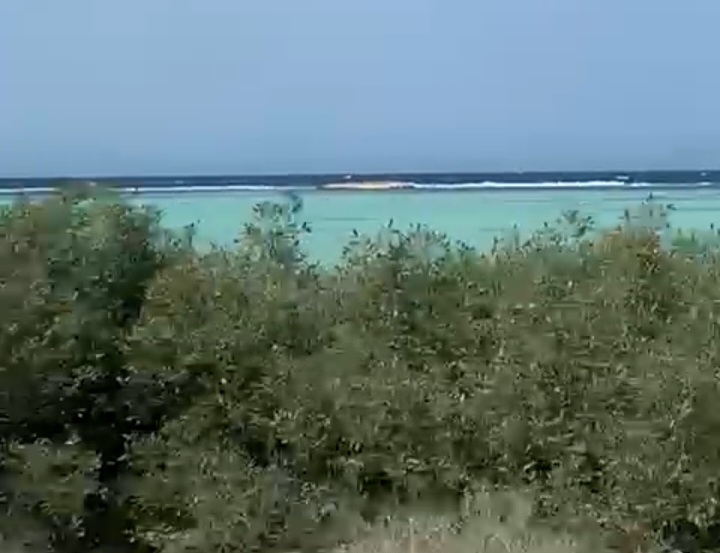 اشجار،المانجروف والبحر بالجن ب اشجار،المانجروف والبحر بالجن ب