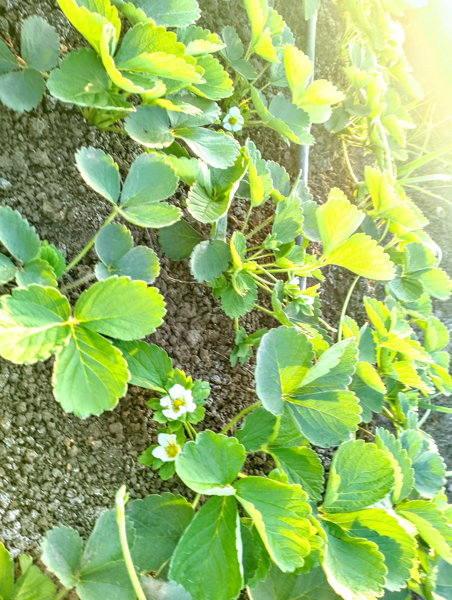 حقزل الفراولة بالقليوبية