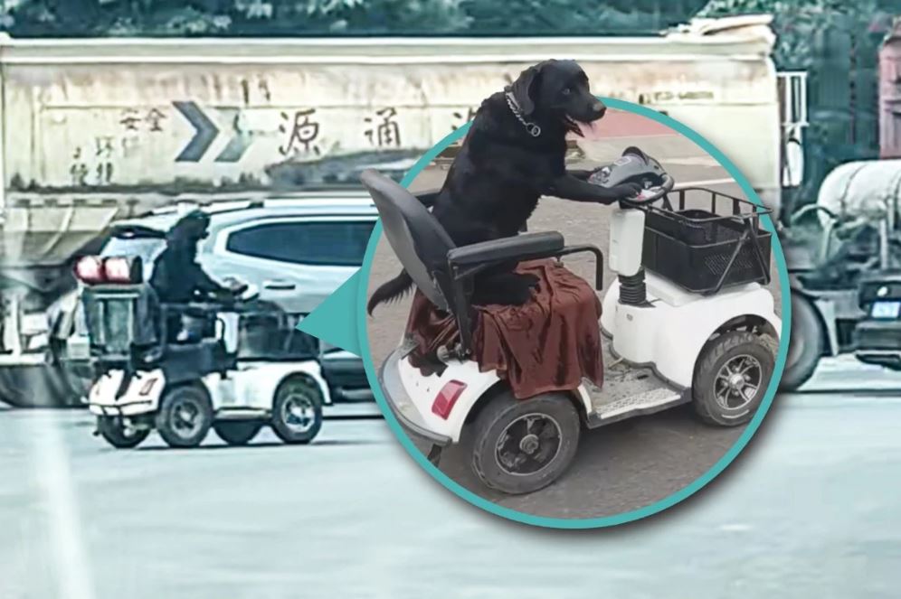 كلب يقود اسكوتر في الصين