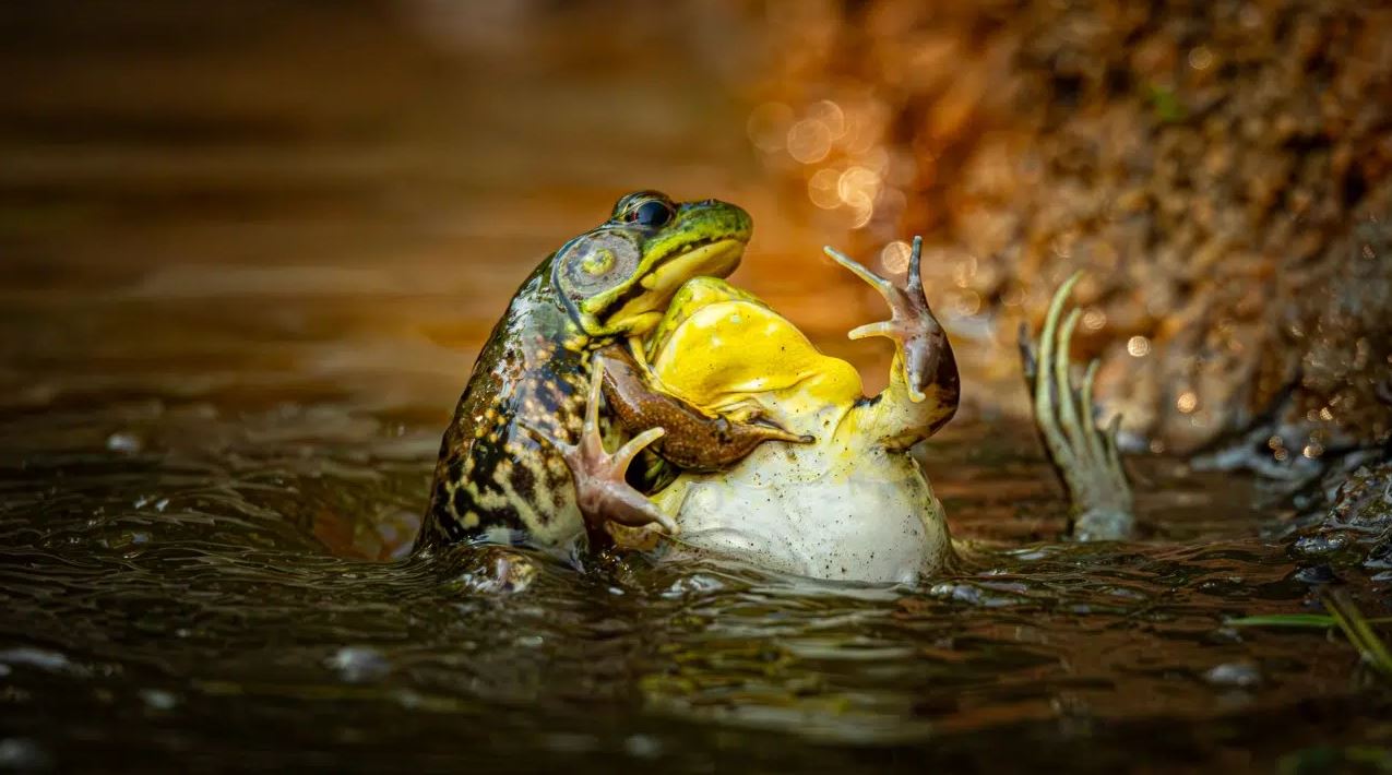 غرايسون بيل