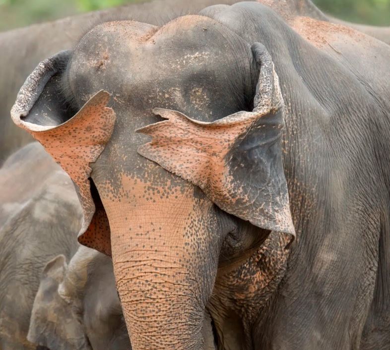 هنري سزوينتو