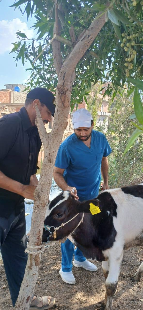 تحصين الماشية بكفر الشيخ ضد الحمى القلاعية