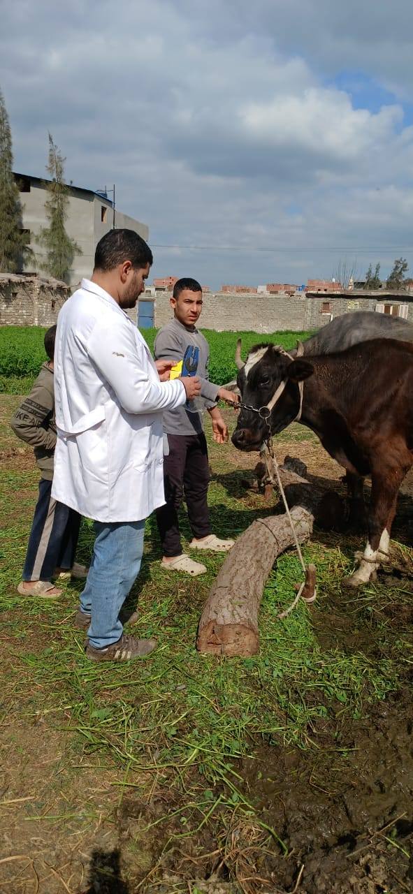 تحصين الماشية بالقرى