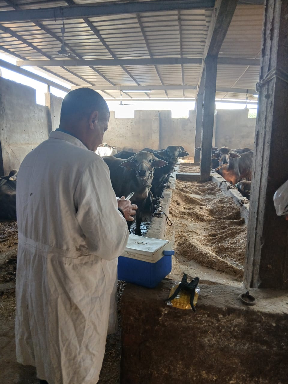 تحصين الماشية بكفر الشيخ