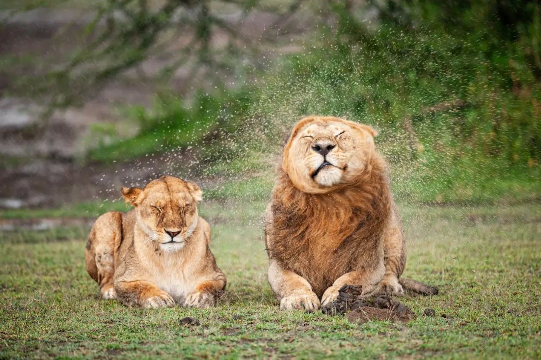 ماسيمو فيليشي