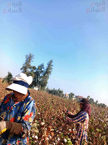 عاملات-اليومية عاملات-اليومية