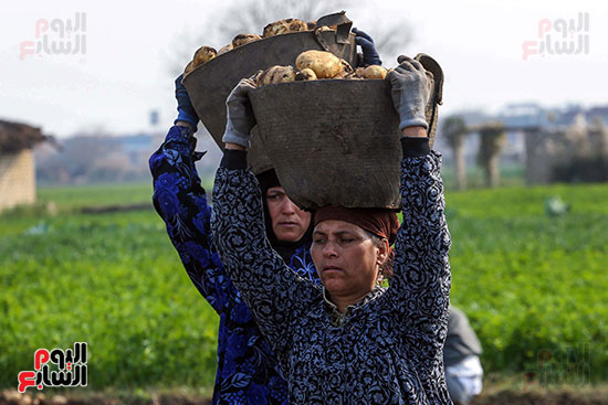نقل البطاطس بواسطة السيدات وتجميعها في قرية بمها بالعياط جيزة