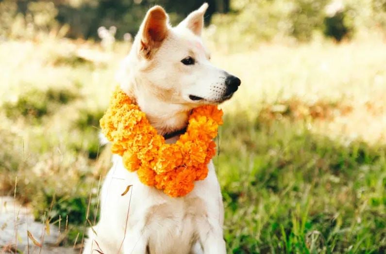 كوكور تيهار