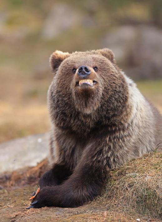 فالتيري مولكاهاينن