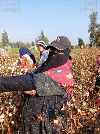 ياقطن-ياحريري ياقطن-ياحريري