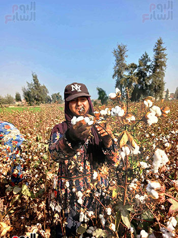 الذهب-الأبيض--فى-غيطان-الشرقية الذهب-الأبيض--فى-غيطان-الشرقية