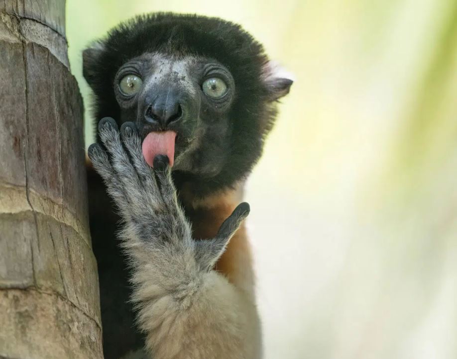 ليليانا لوكا