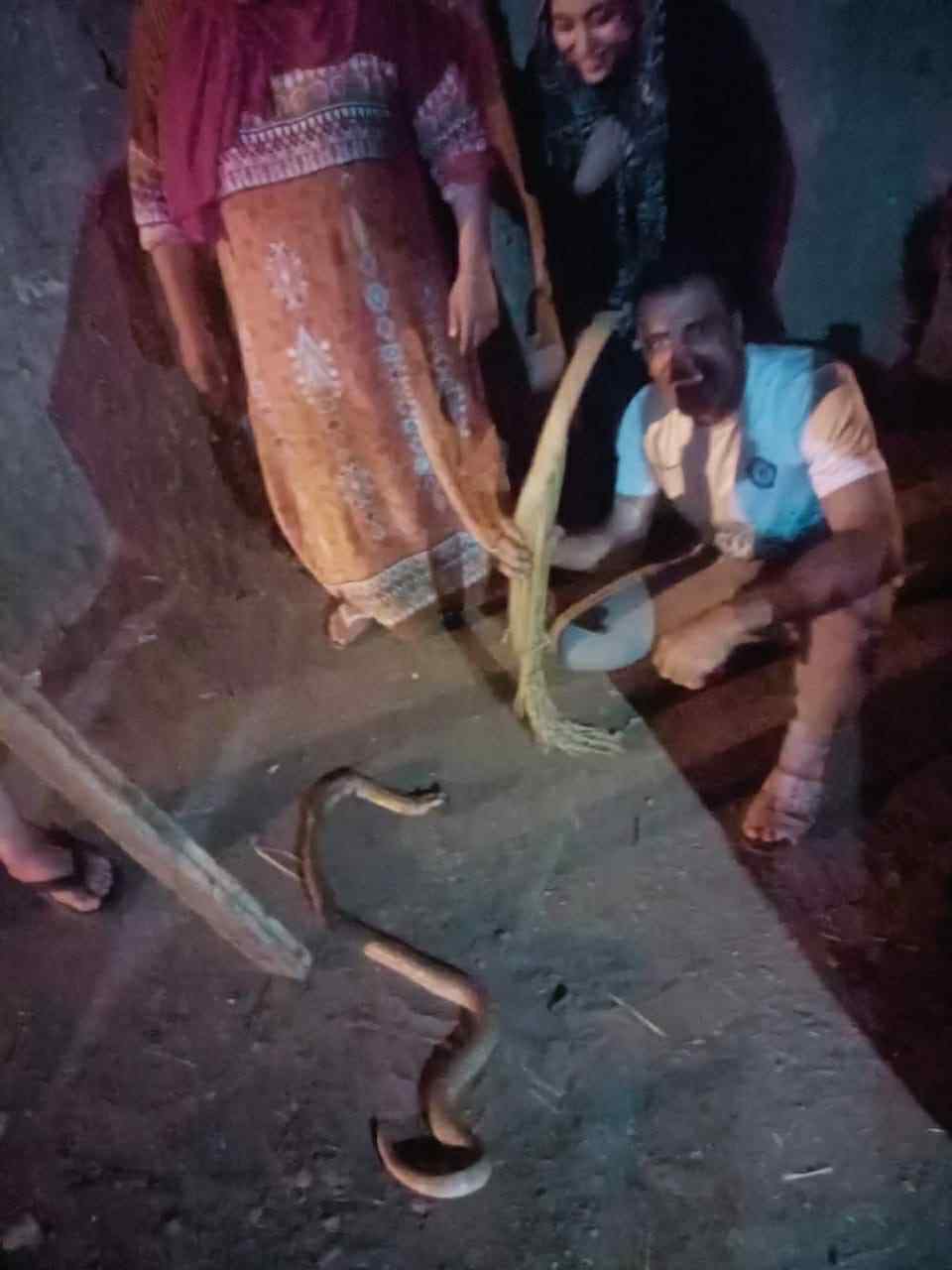 اهالي كفر الشراقوة بسمنود يقتلون كوبرا بطول 2م اهالي كفر الشراقوة بسمنود يقتلون كوبرا بطول 2م