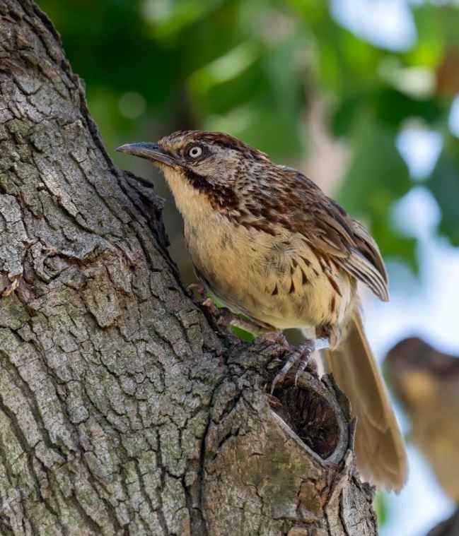 رحلة الطيور المهاجرة تصل الصين للاستمتاع بفصل الشتاء (7)