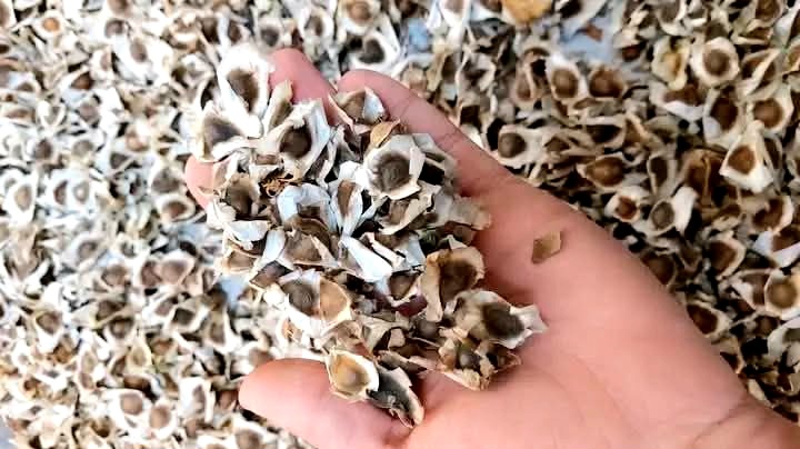 بذور المورينجا بعد جفافها