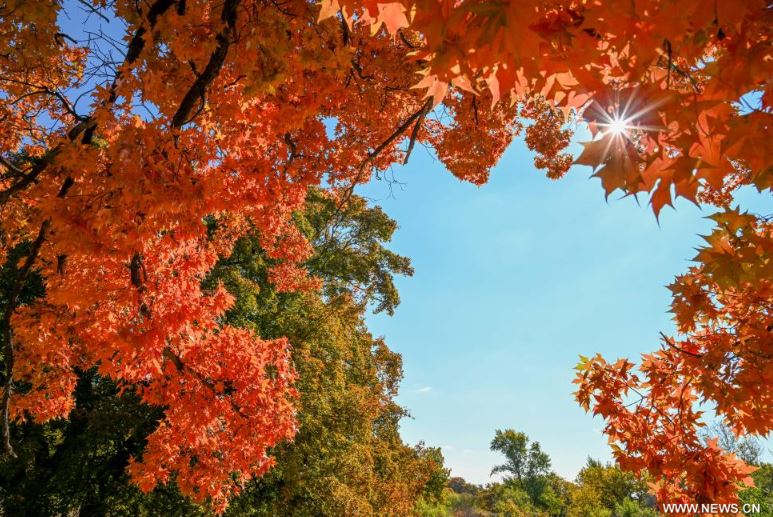 فصل الخريف يرسم لوحات بديعة على حدائق ومتنزهات الصين (2)