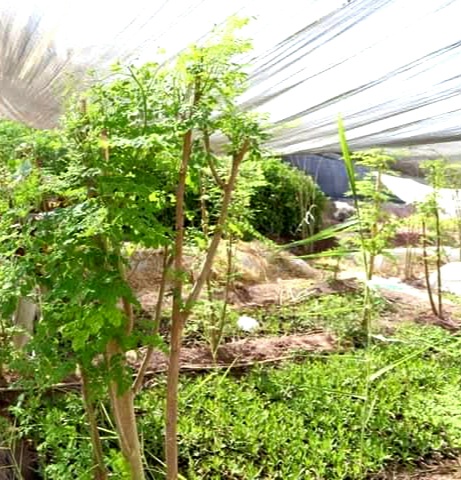 شتلات المورينجا الصغيرة