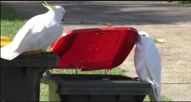 ببغاء يفتح حاوية قمامة
