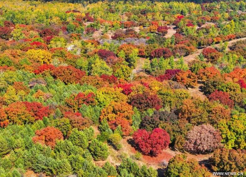 فصل الخريف يرسم لوحات بديعة على حدائق ومتنزهات الصين (1)