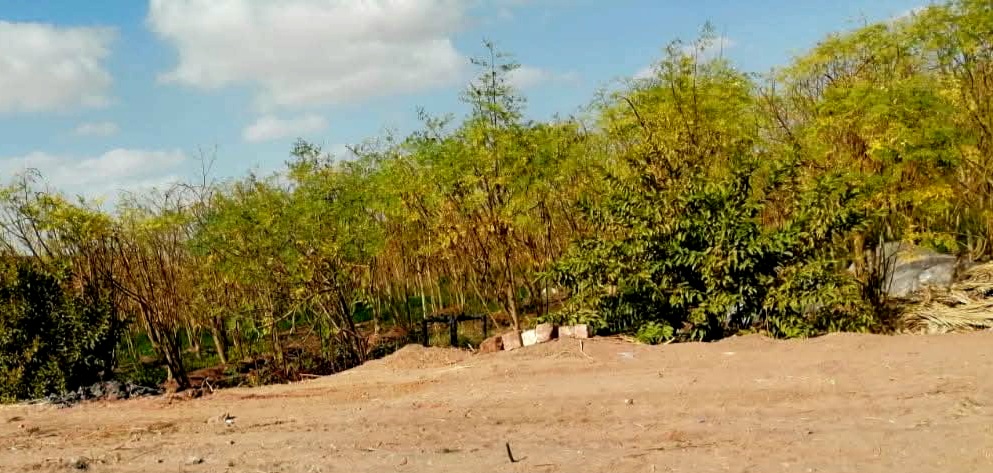 أشجارالمورينجا بالوادى الجديد