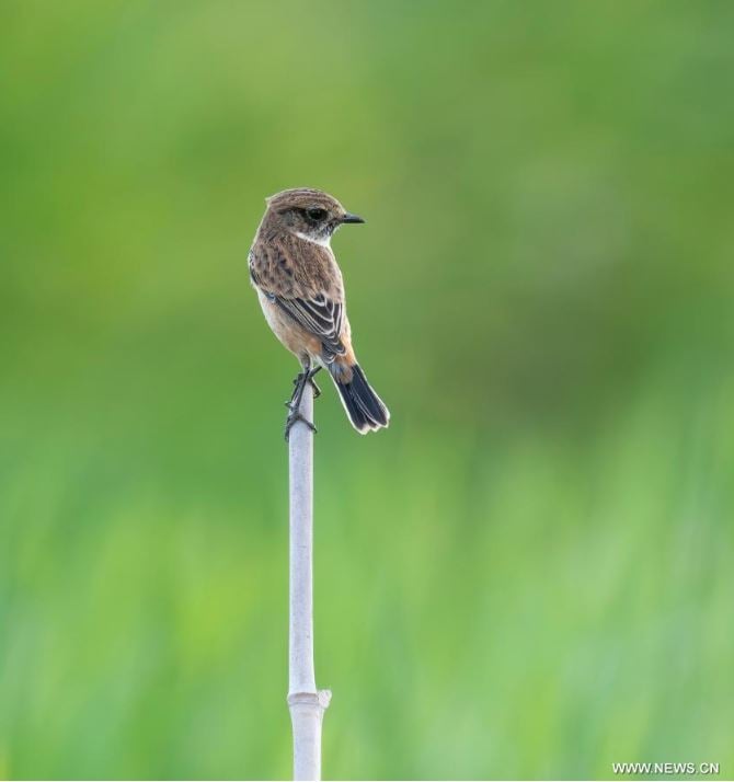 رحلة الطيور المهاجرة تصل الصين للاستمتاع بفصل الشتاء (6)