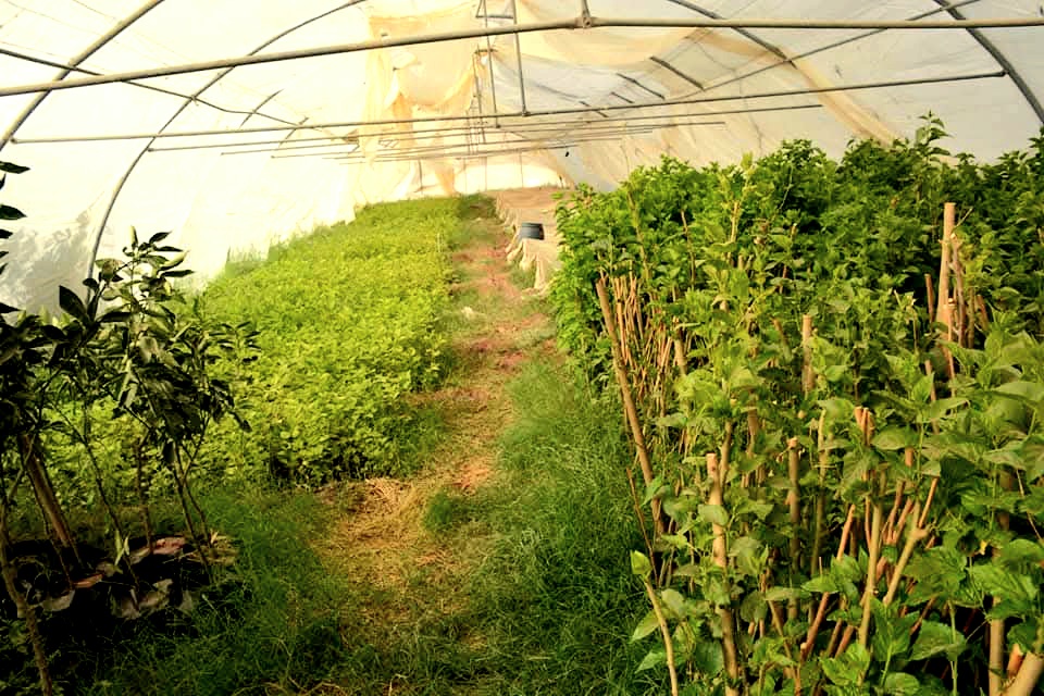 مشاتل أشجارالمورينجا