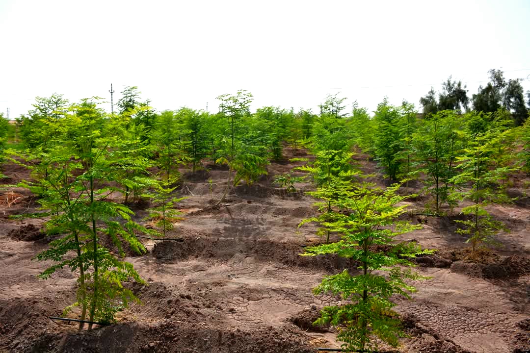 نجاح زراعةالمورينجا في الوادي الجديد