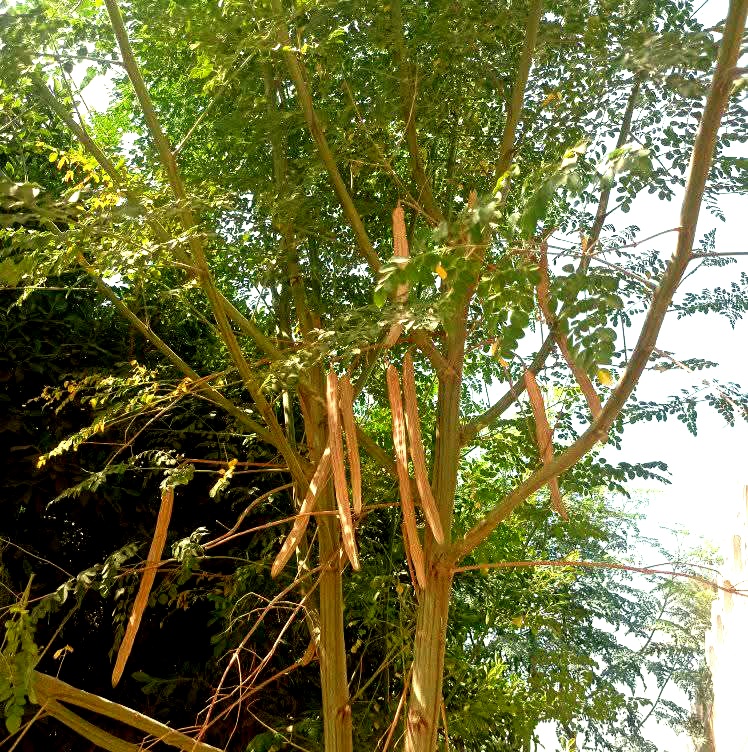 قرون البذور على شجرة المورينجا