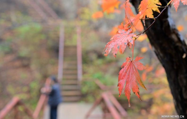 فصل الخريف يرسم لوحات بديعة على حدائق ومتنزهات الصين (3)