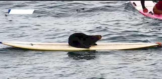 ثعالب البحر