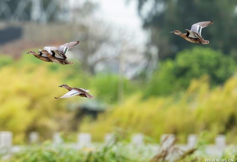 رحلة الطيور المهاجرة تصل الصين للاستمتاع بفصل الشتاء (8)