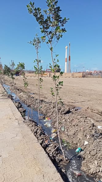 زراعة الاشجار بالبرلس