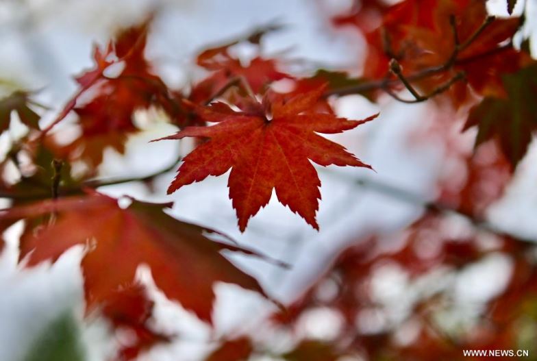 فصل الخريف يرسم لوحات بديعة على حدائق ومتنزهات الصين (4)