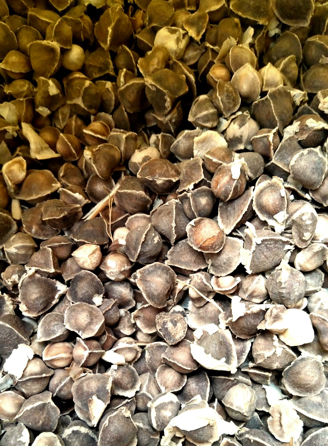 جنى بذور المورينجا 