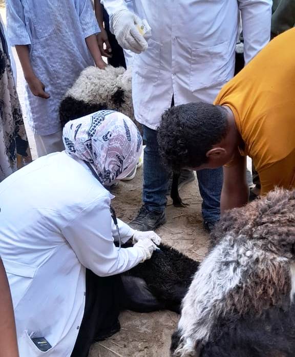 قوافل وخدمات بيطرية (7)