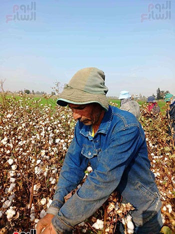 الذهب-الابيض-منور-فى-غيطان-الشرقية الذهب-الابيض-منور-فى-غيطان-الشرقية