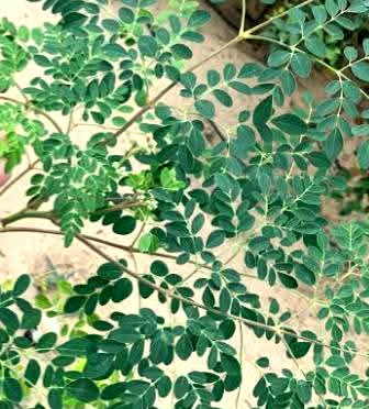 أوراق شجرة المورينجا